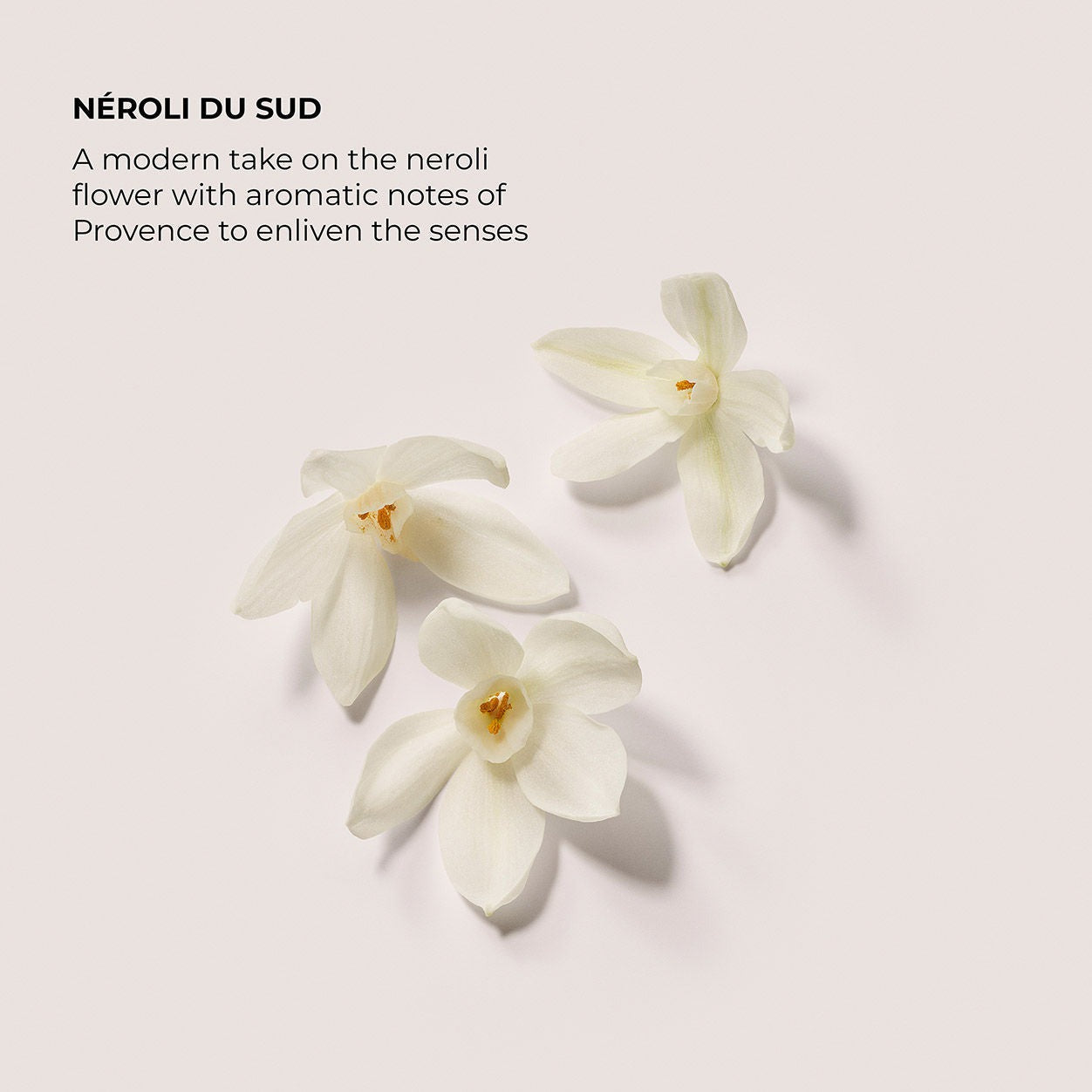 Néroli du Sud Serum Body Cream