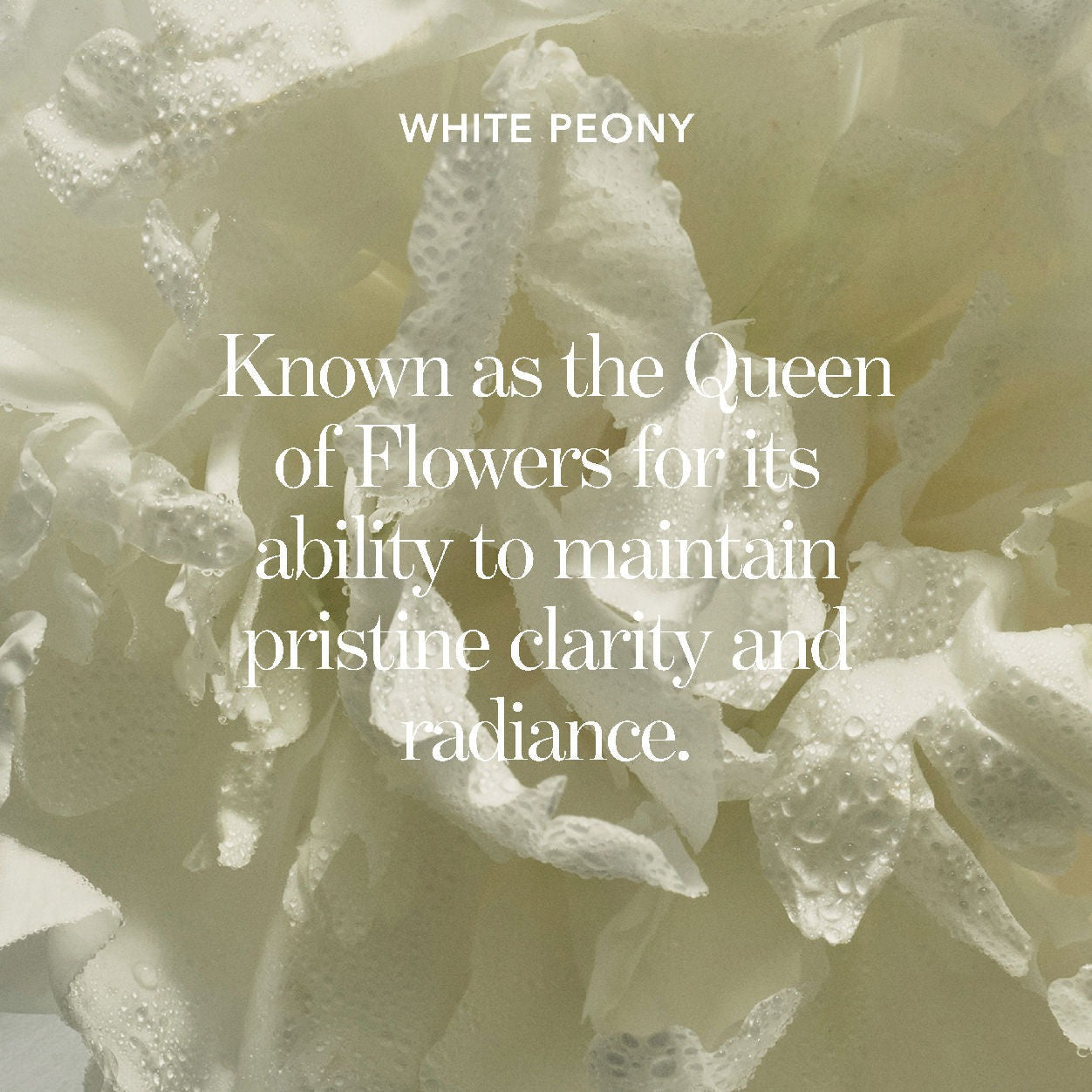 Blanc Peony Face Cream for Dark Spots